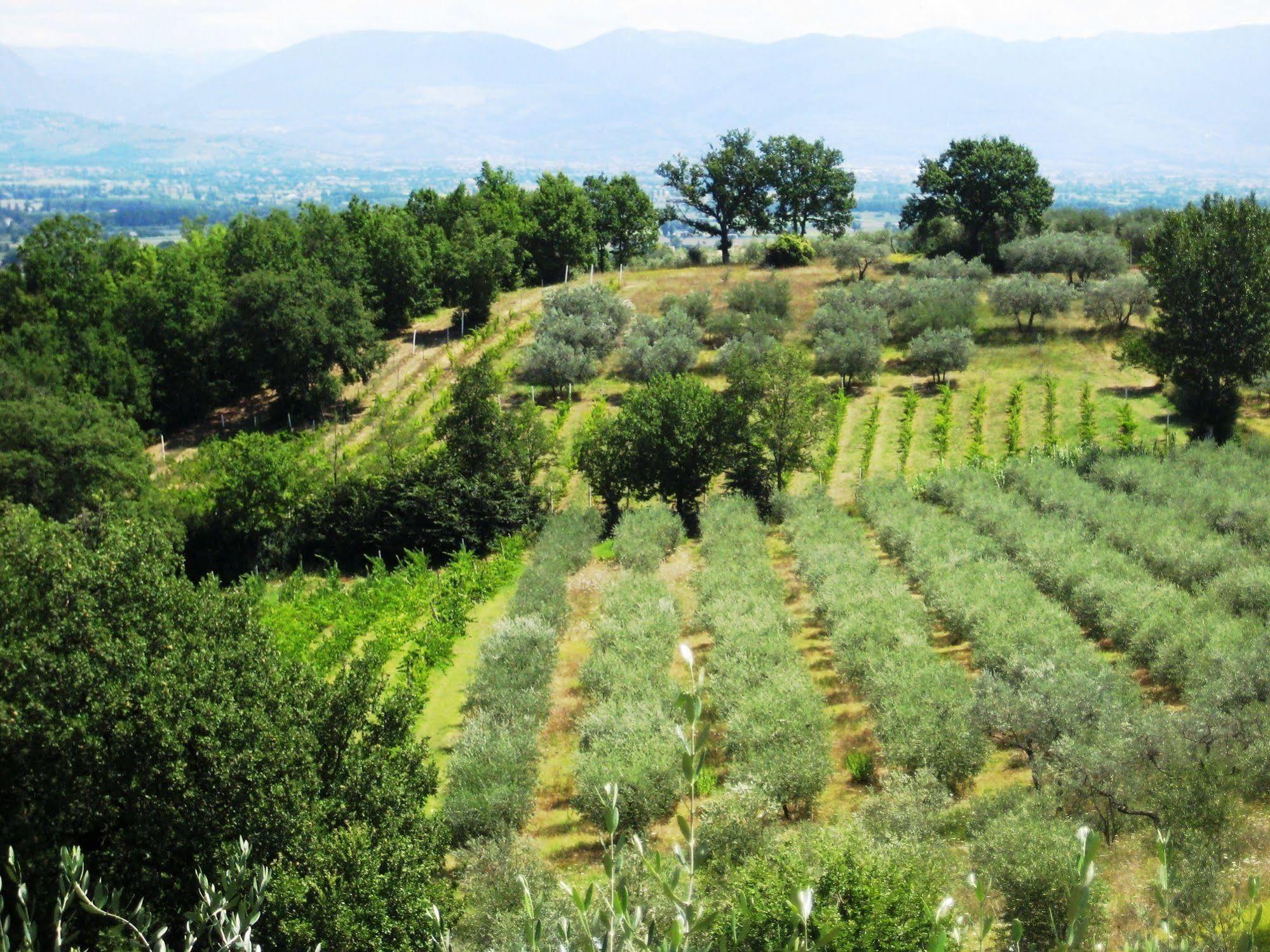 Villa Colle Di Rocco Limigiano 外观 照片